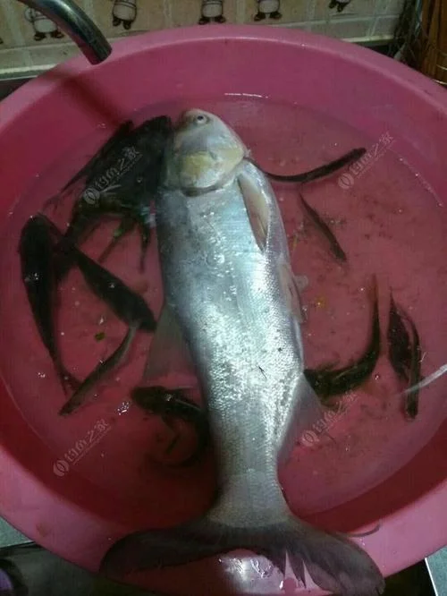 梦到打大白胖头鱼_1