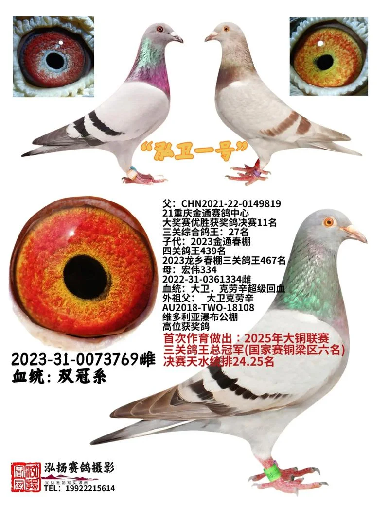 赛鸽直播交流圈项目-赛鸽直播交流圈项目