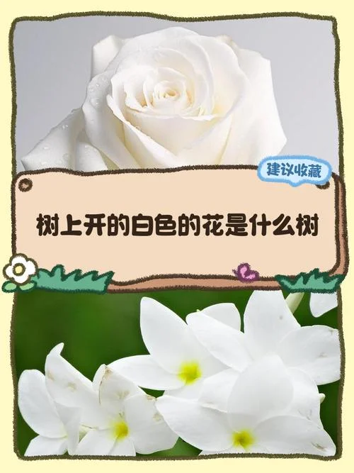 梦见苹果树开白花-苹果树开白花梦