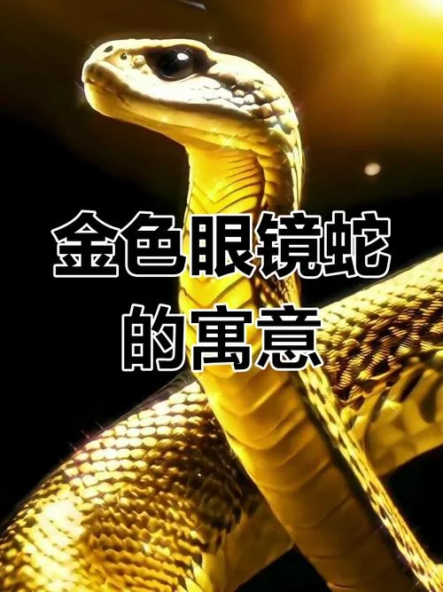 梦见三条蛇眼镜蛇_2
