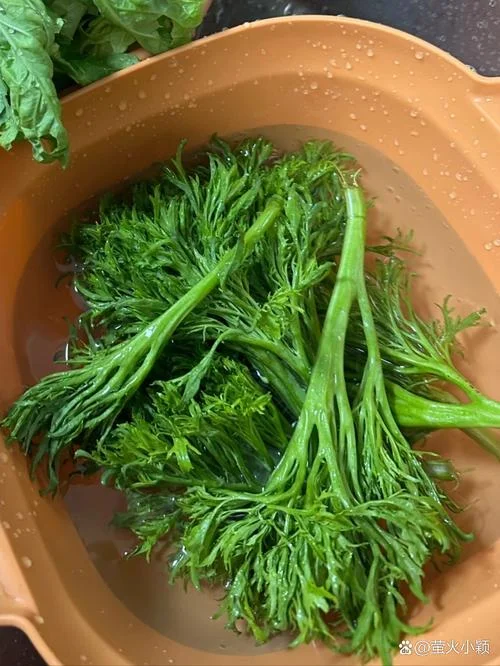 梦见素菜茼蒿_2
