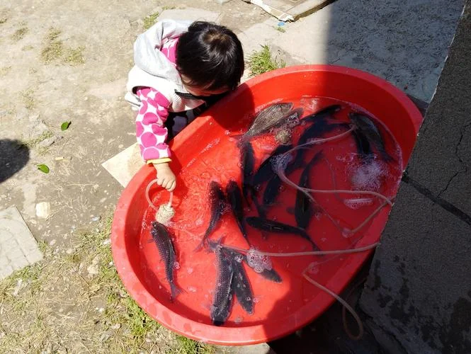 孕妇梦到自己洗胖头鱼_2