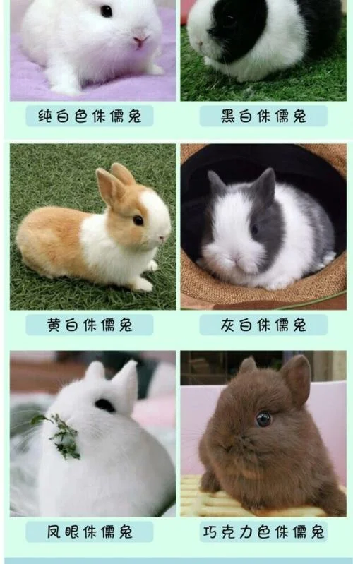 公主兔多少钱一只视频_2