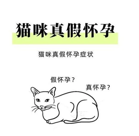 孕妇做梦梦到猫是什么意思_1