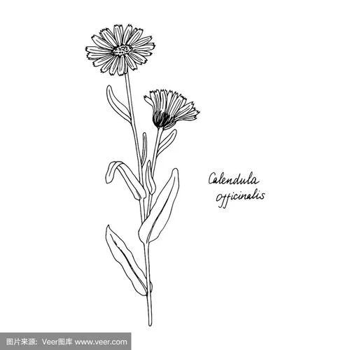 金盏菊图片简笔画_2