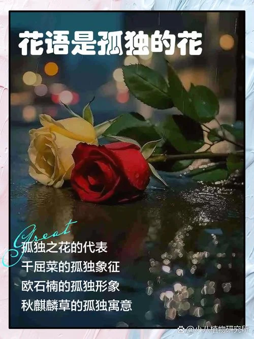 收到神秘人送的花说说_1