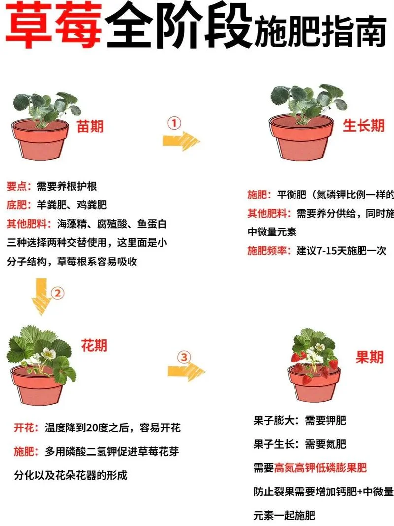 草莓苗几月份种植好-草莓苗种植最佳时间为几月