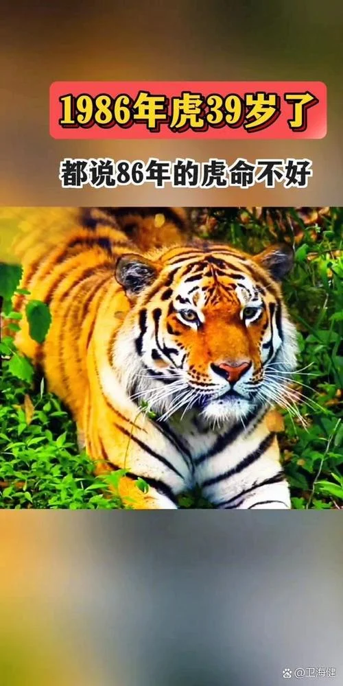 86年虎适合哪年添丁_1