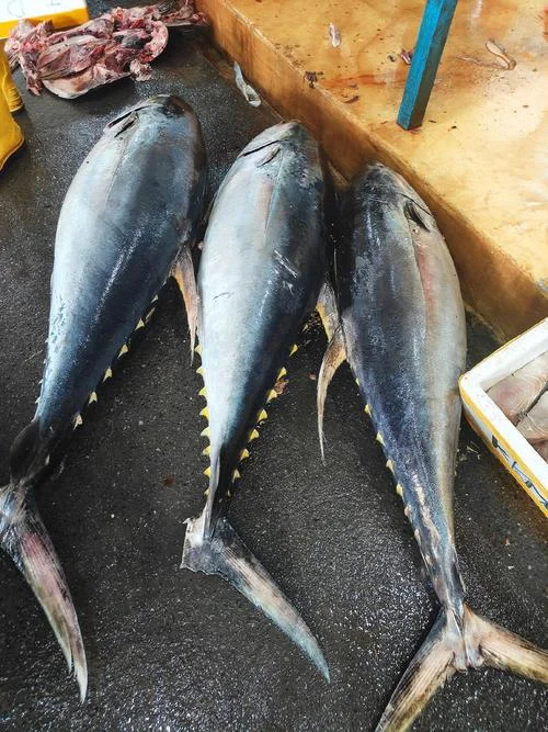 海南苏眉鱼多少钱一斤_1