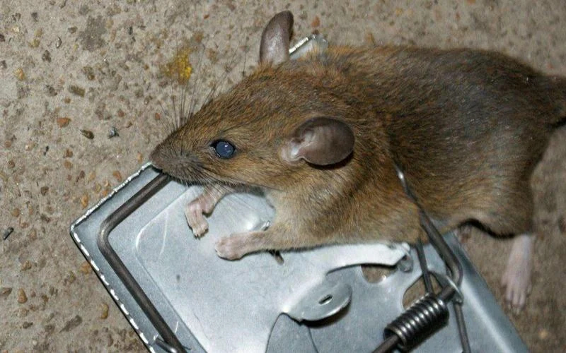 梦见打死活老鼠_2