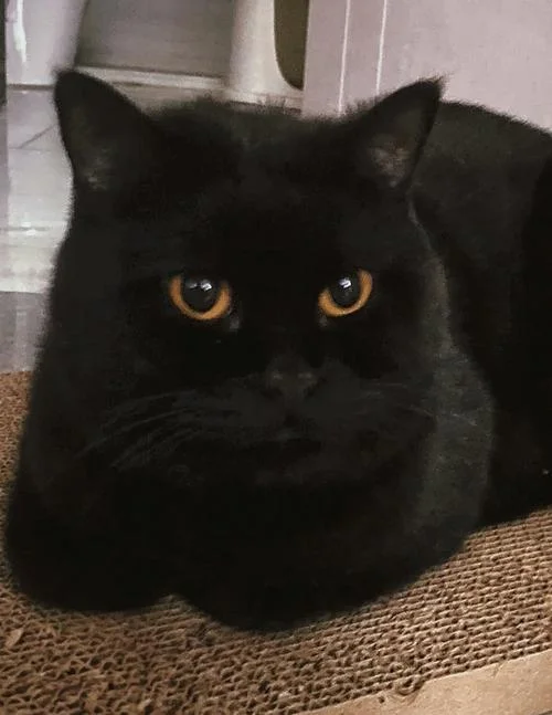 怀孕梦见黑猫-怀孕梦见黑猫