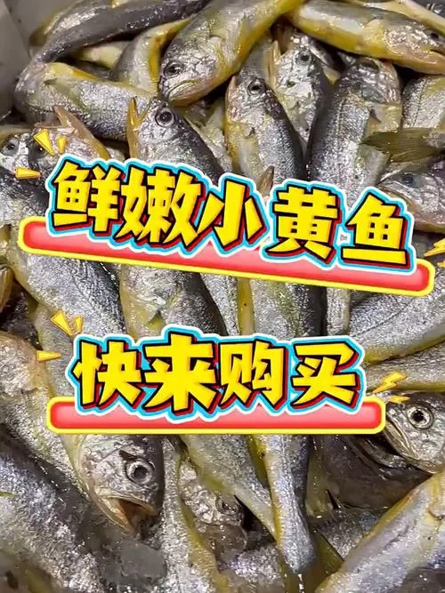 活黄鱼多少钱一斤_1