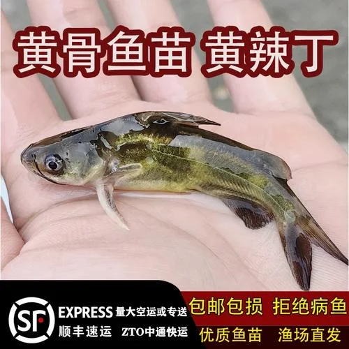 黄辣丁鱼苗多少钱一斤_2