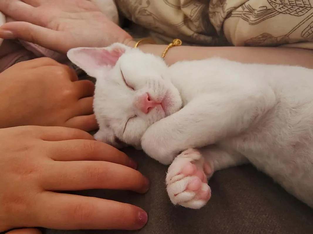 梦见抱小猫_1