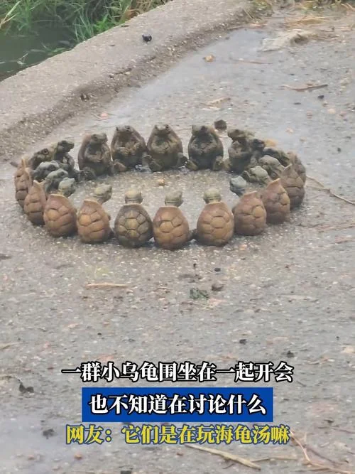 梦见许多小乌龟-梦见许多小乌龟