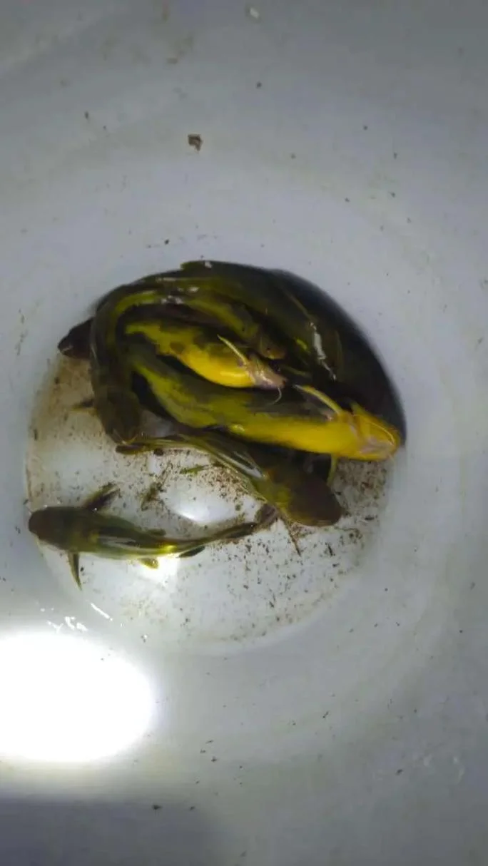 黄颡鱼几月份开始钓_2