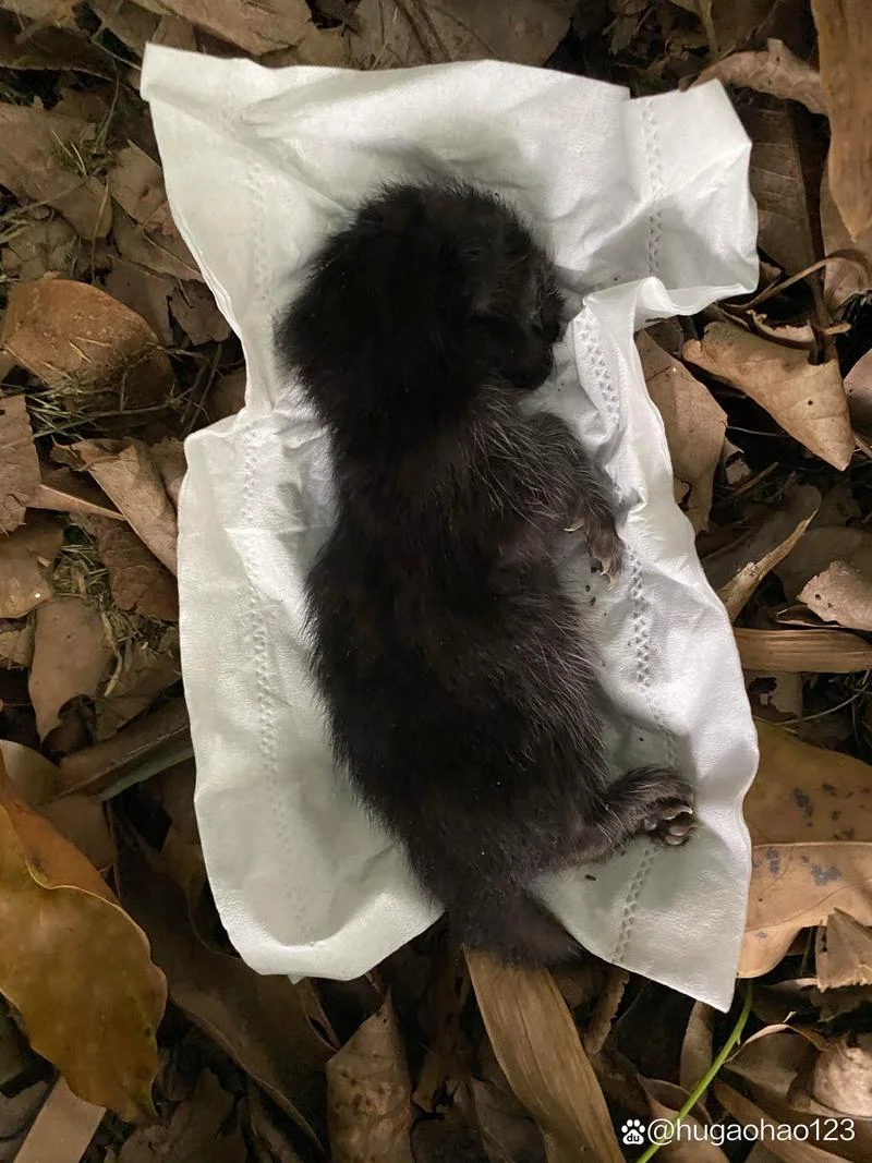 梦到小猫死了_2