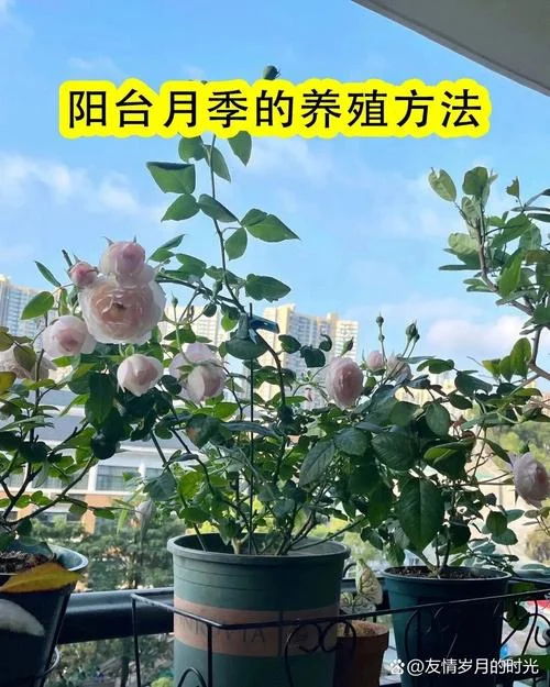 月季几月开花能施肥-月季何时施肥开花