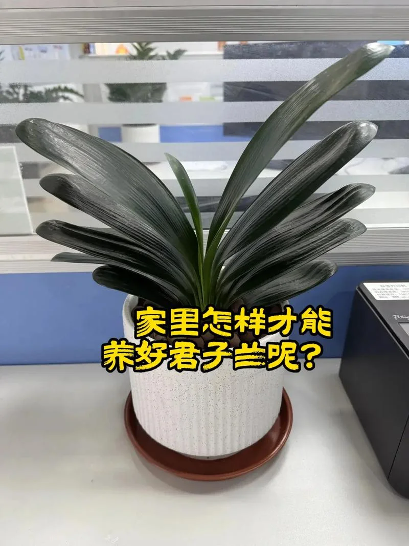 君子兰怎么养_2