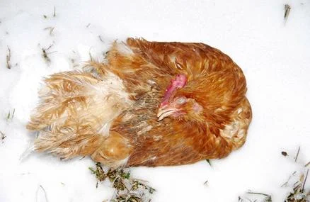梦见死了好多鸡_1