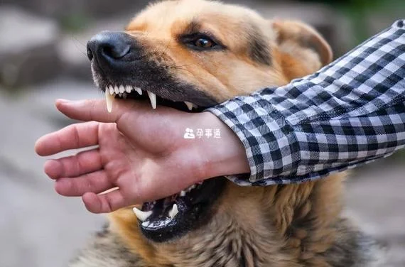 孕妇梦见被大黄狗咬_1