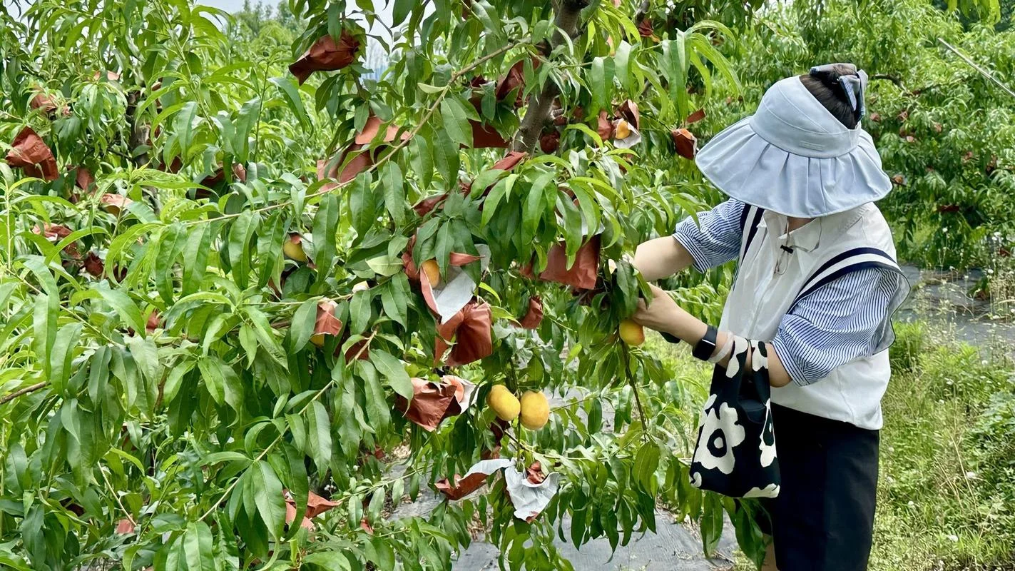 龙泉驿水蜜桃种植条件_1
