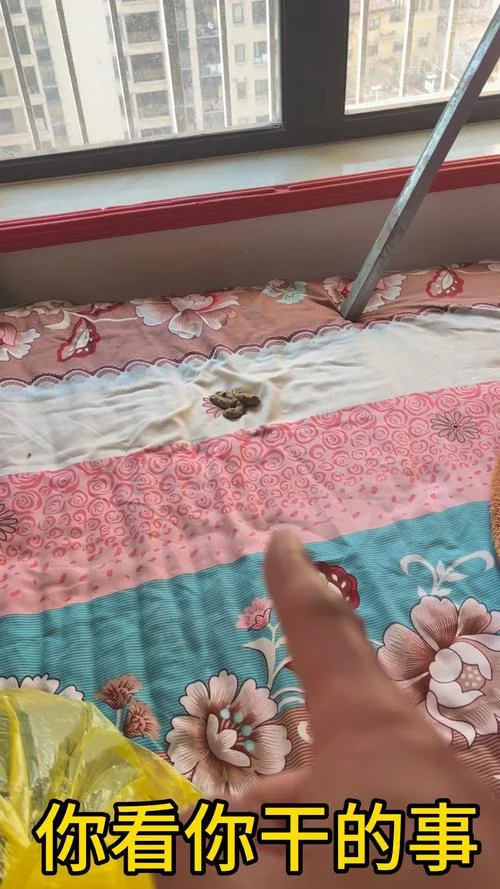 梦到拉屎到床上_1