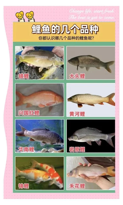 锦鲤鱼介绍-锦鲤品种全解析