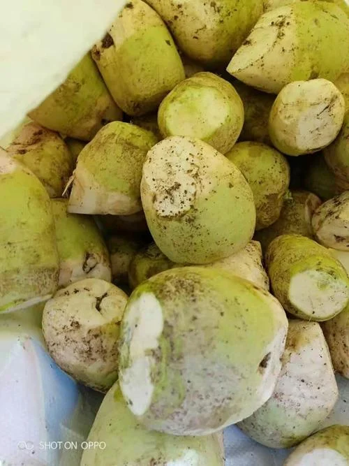 辣菜疙瘩多少钱一斤_1