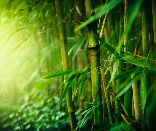 梦见竹子_1