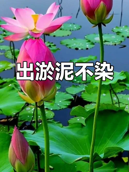 出于污泥不染下一句-污泥不染下一句