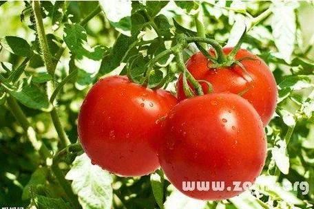 梦见摘西红柿又大又红_2