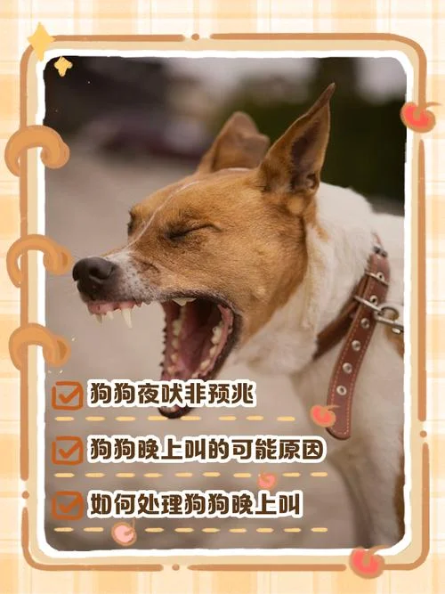 梦见狗跟猫是什么征兆-梦境狗猫征兆