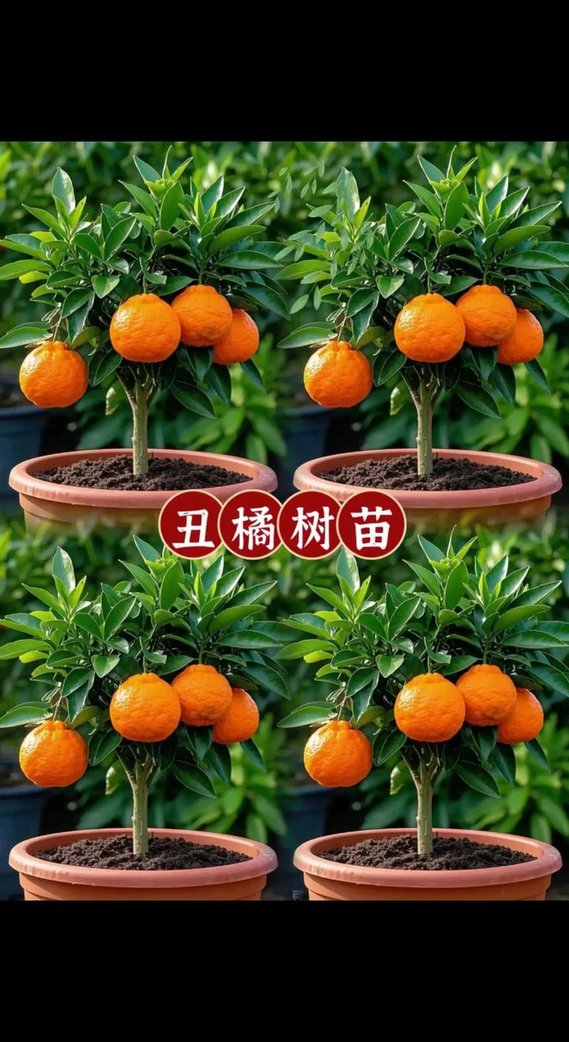 丑橘成熟的季节是几月_1
