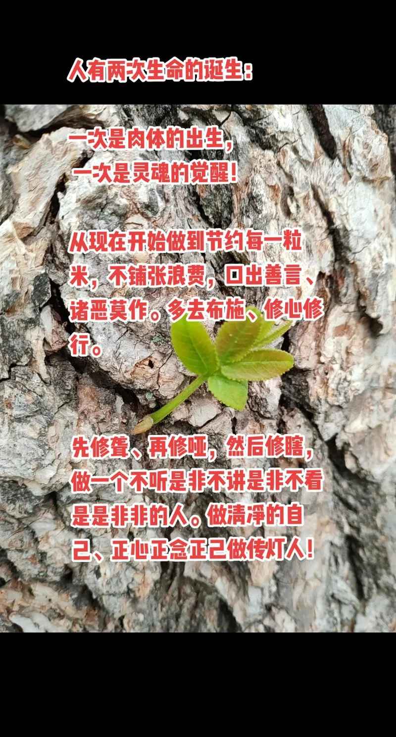 感悟新生命唯美的句子-感悟新生命唯美句