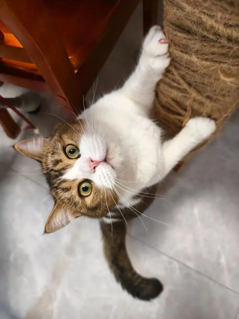 梦到猫来家里-猫梦到进家门