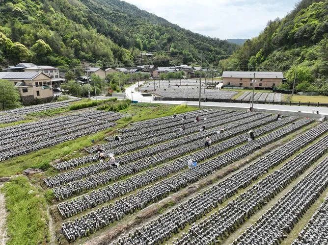 山村致富好项目-山村致富好项目