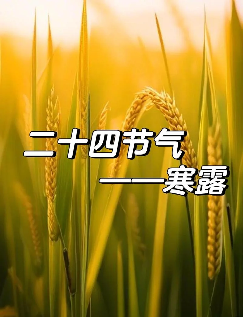 寒露是几月几日2019_1