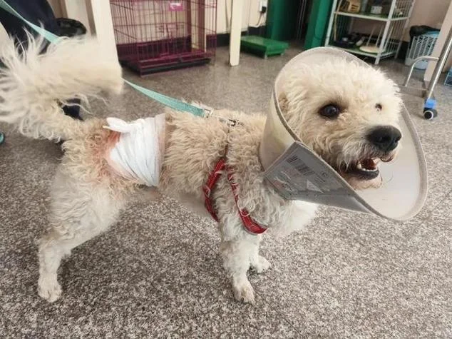 梦见狗把腿咬出血有什么预兆_2