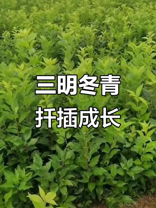 冬青扦插几月份最好_2