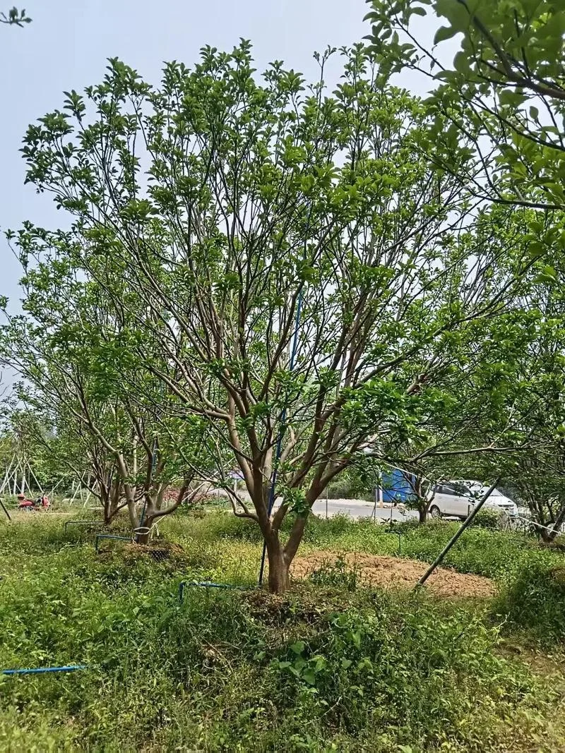 公园景观绿化多少钱_1