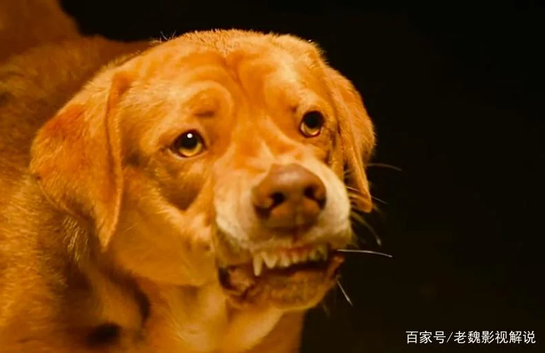 白色上帝结局狗死了-上帝结局狗死