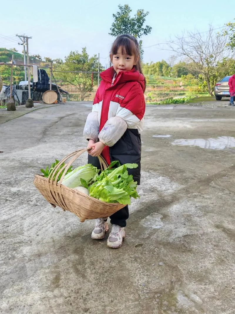 梦见拔青菜_1