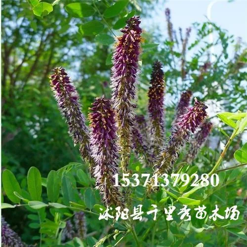 紫穗槐每平方多少克_2