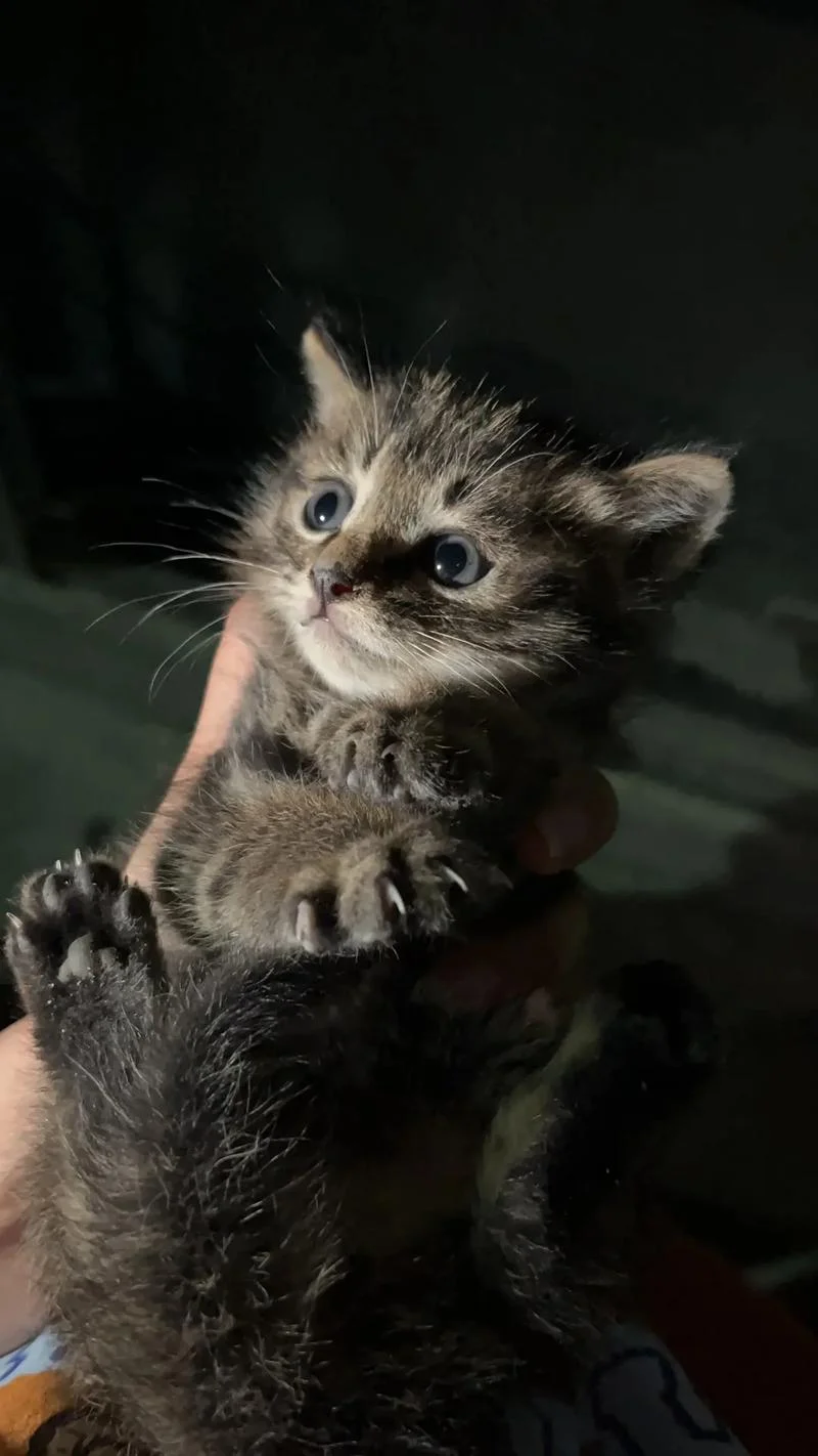 梦见黑色的小猫_1