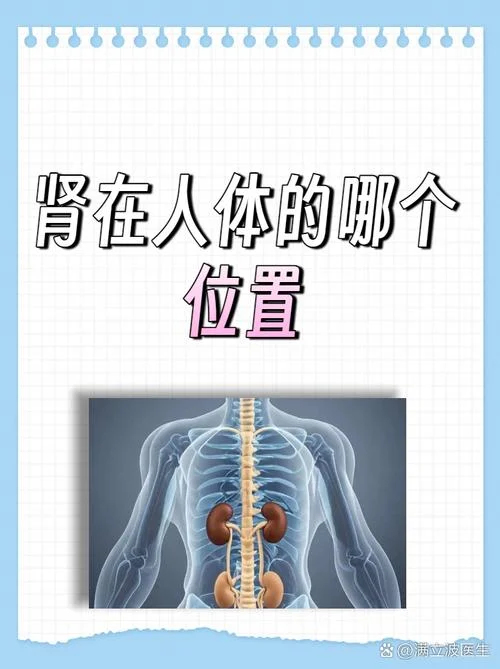 肾区在哪个位置示意图_2