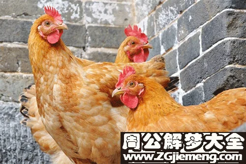 女人梦到鸡到自己家来_1