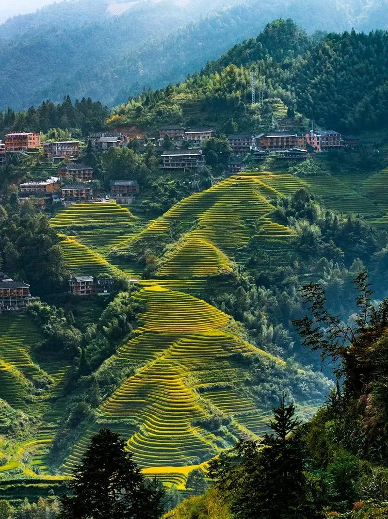 崇左龙脊梯田_1