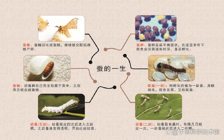 蚕的生命周期_2