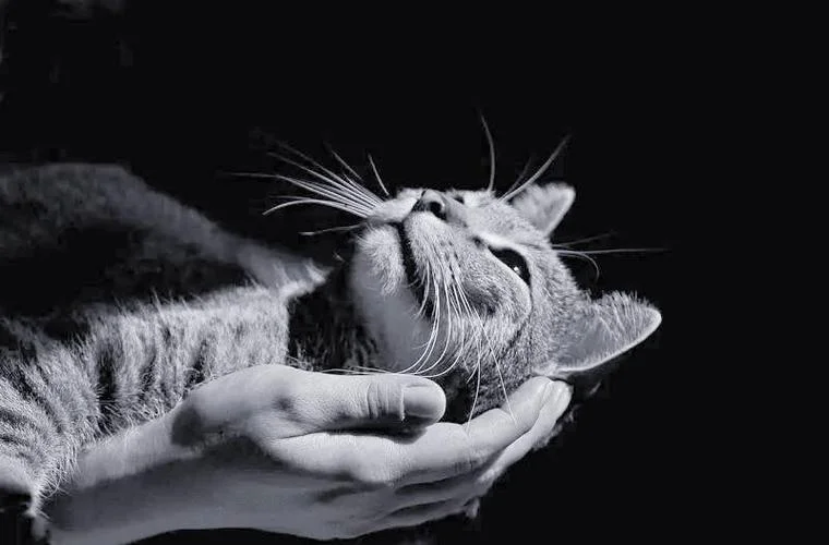 梦见自己亲手抓到猫_2